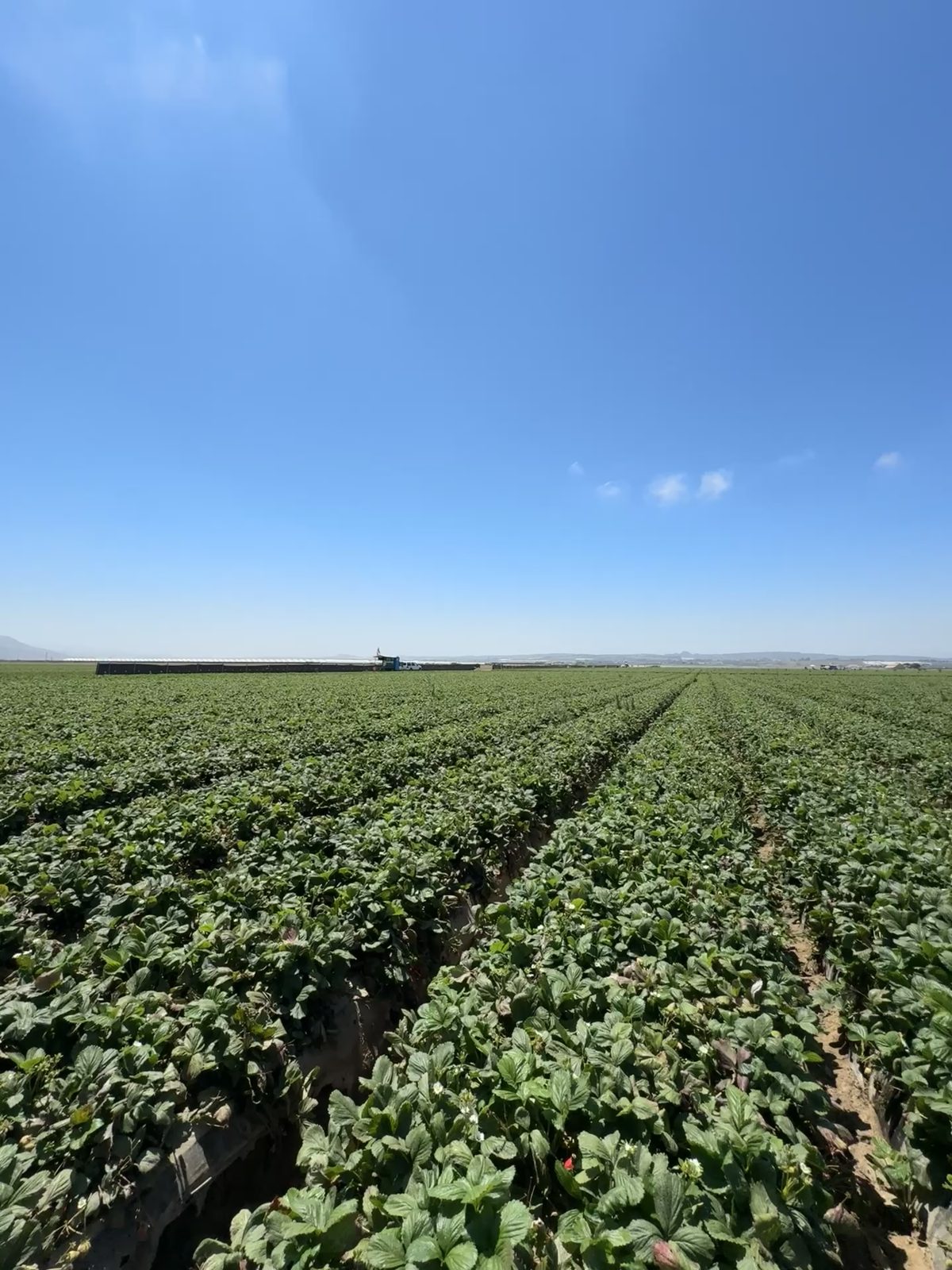Rows of strawberry plants under a blue sky