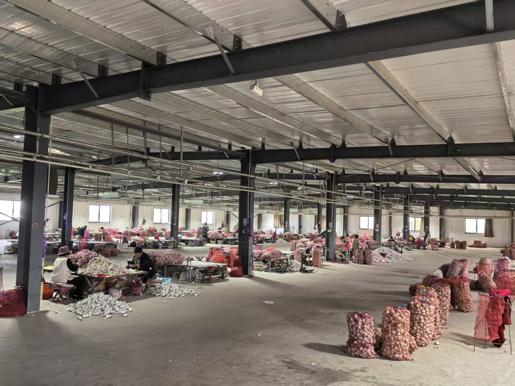 Hand-grading produce in a large sorting hall