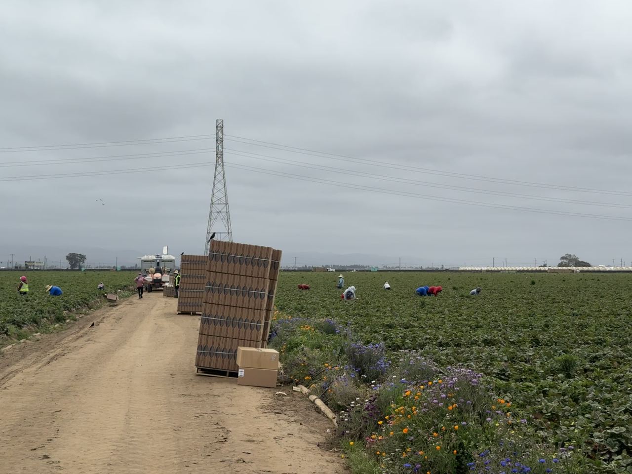 Workers picking strawberries in a field